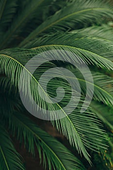 Group of bright green palm leaves