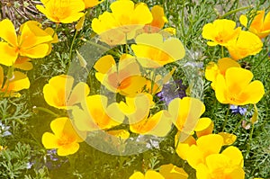 Group of Bright Orange Californian Poppies