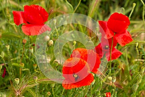 Group of bright red poppies