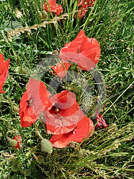 A group of bright red wild Papayeraceae poppies growing in a meadow.