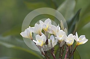 Group for bright white flower on green background and textures