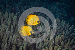 A group of bright yellow butterfly fish swims along a coral reef in the Red Sea