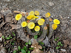 A group of bright yellow coltsfoot flowers emerging in spring