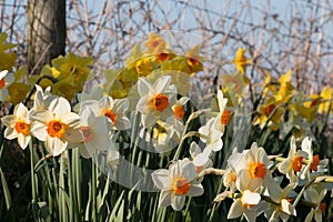 A group of bright yellow and cream daffodil flowers, Narcissus, blooming in the spring sunshine