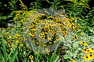 Group of bright yellow flowers of Rudbeckia, commonly known as coneflowers or  black-eyed-susans,  in a sunny summer garden, in so