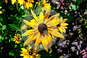 Group of bright yellow flowers of Rudbeckia, commonly known as coneflowers or black eyed susans, in a sunny summer garden,