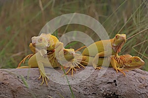 A group of bright yellow iguanas are sunbathing.