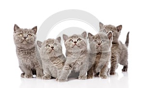 Group british shorthair kittens. isolated on white background