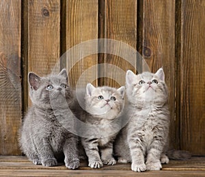 Group british shorthair kittens looking up