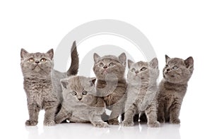 Group british shorthair kittens looking up. isolated