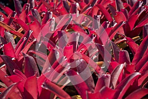 Group of bromeliad background : Closeup