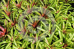 Group of Bromeliad Neoregelia in plant store