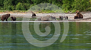 Group of brown bears with offspring on the shore of Kurile Lake. photo