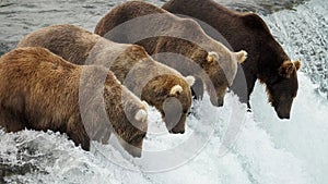 Group of Brown Bears & x28;Ursus arctos& x29; Fishing For Salmon