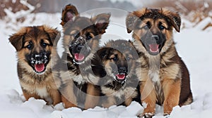 a group of brown and black dogs in the snow with their mouths open