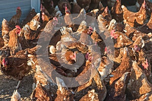 Group of brown chickens live outdoors at bio poultry farm