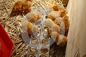 Group of brown chicks eating at a feeder in a brooder on a farm