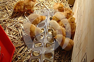 Group of brown chicks eating at a feeder in a brooder on a farm