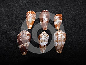 A group of brown Cone shells