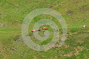 Group of brown horses in freedom grazing in green field