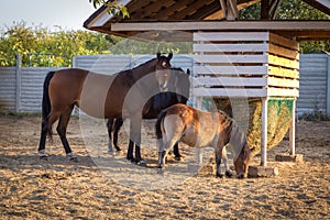 Group of brown horses in the paddock eating hay in autumn sunlight