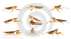 Group of brown mantis isolated on a white background. Insect. Animal