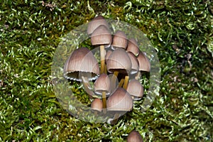 Group of brown mushrooms on moss