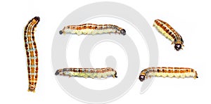 Group of brown pattern caterpillars isolated on white background. Animal. Worm. Insect