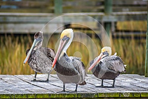 A Group of Brown Pelican resting around in Amelia Island, Florida photo
