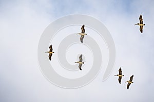 A group of Brown pelicans Pelecanus occidentalis flying on a blue and white sky background, California