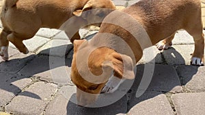 A group of brown puppies playing in Ukraine