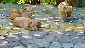 A group of brown puppies playing in Ukraine