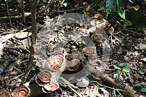 Group of brown round mushrooms clicked in jungle