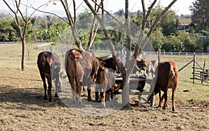 Group of brown Watusi Cows