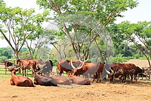 Group of brown Watusi Cows