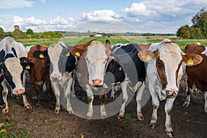 group brown and white cows outdoor .