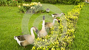 A group of brown and white feather goose walking on green lawn in the beautiful garden, they are a large waterbird with long neck