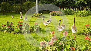 A group of brown and white goose walking in the beautiful garden, they are a large waterbird with long neck, short legs, webbed