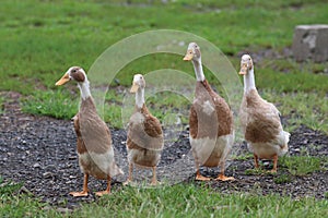 Indian Runner Ducks Standing in a Farmyard photo