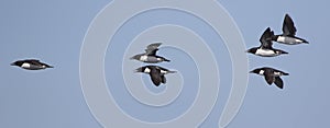 group of brunnichs guillemot flying over the waters of the pacific ocean