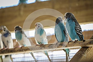 Group of Budgies perched together