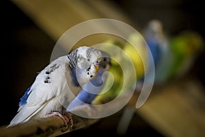 Group of Budgies perched together