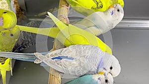 A group of budgies sits in a glass cage in a pet store. Beautiful multicolored parrots. Vertical