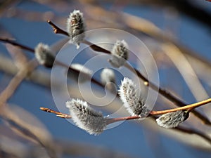 A group of buds of the willow branch