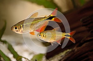 Group of buenos aires tetra Hyphessobrycon anisitsi tropical aquarium fish