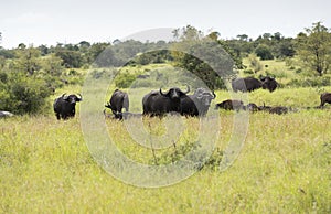 Group buffalo