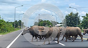 Group of buffalo crossing street