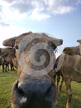 A group of buffaloes coming to the camera photo