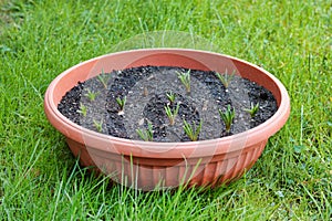 Group of bulbs of muscari alba growing