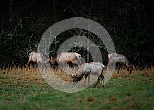 Group of Bull Elk Spar in Early Spring